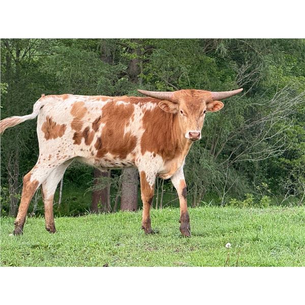 Scratch - Sweet Buzz