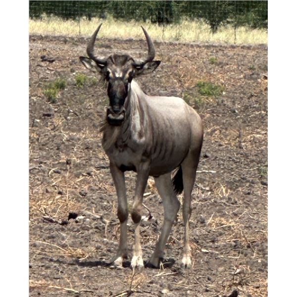 WILDBEEST YEARLING BULL