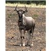 Image 1 : WILDBEEST YEARLING BULL