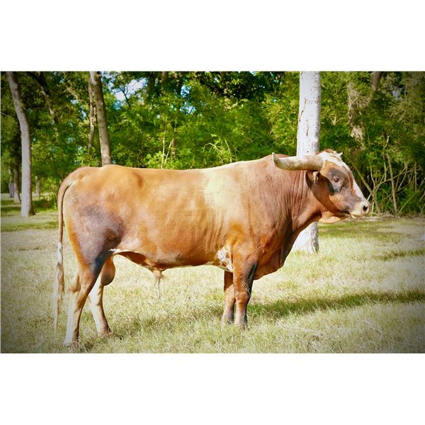 High Plains Drifter BCR 280