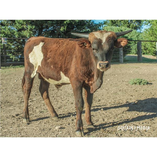 3P ROYAL CASINO NIGHT