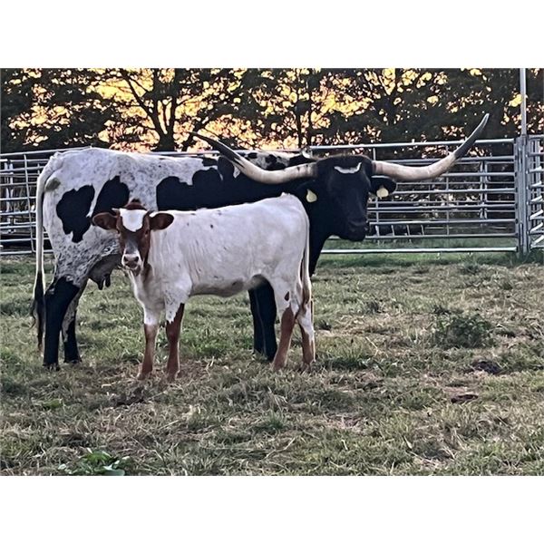 Unnamed HL Heads Up x Sioux Zett