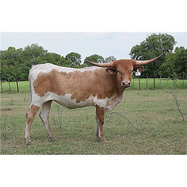 r3 Rose's Good Samaritan