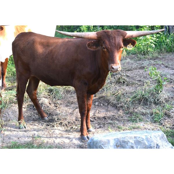 SCRATCH: KDK THOR'S DAFFODIL