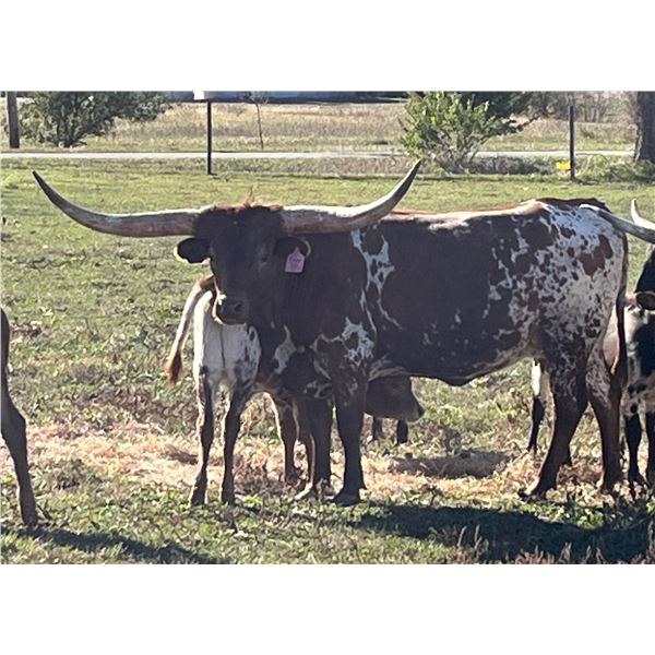 Scratch - Vivian 123