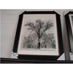 Framed Black & White Print