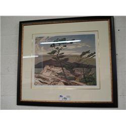 Framed Print " White Pine" By A.j. Casson