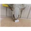 Image 4 : Buffalo Skull 29'' Horn Spread