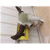 Image 5 : Buffalo Skull 29'' Horn Spread