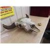 Image 6 : Buffalo Skull 29'' Horn Spread