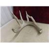 Image 2 : 5 Shedded Antlers 