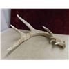 Image 8 : 5 Shedded Antlers 