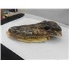 Image 2 : Young Alligator Head (Bottom Jaw is Loose) 6 1/2'' x 3'' 