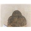 Image 2 : Wood Tribal Mask 18'' x 11'' 