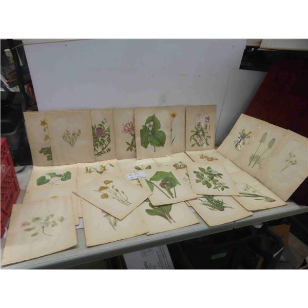 Antique 1925 North American Wildflowers by Mary Vaux 