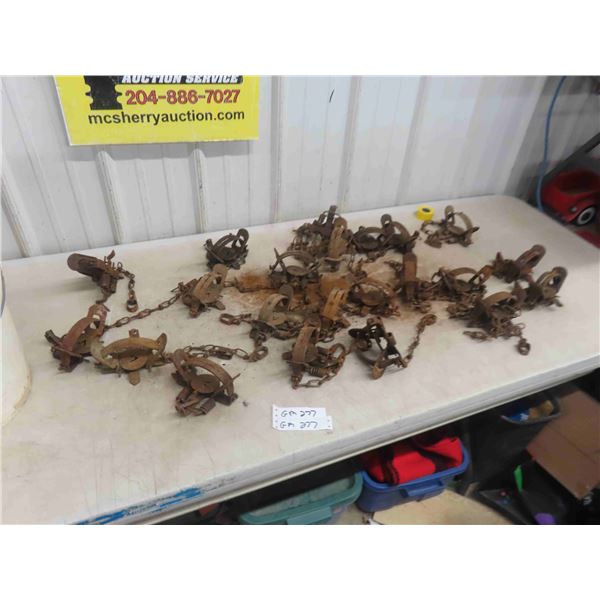 22 Victor 1 1/2 Coil Spring Traps 