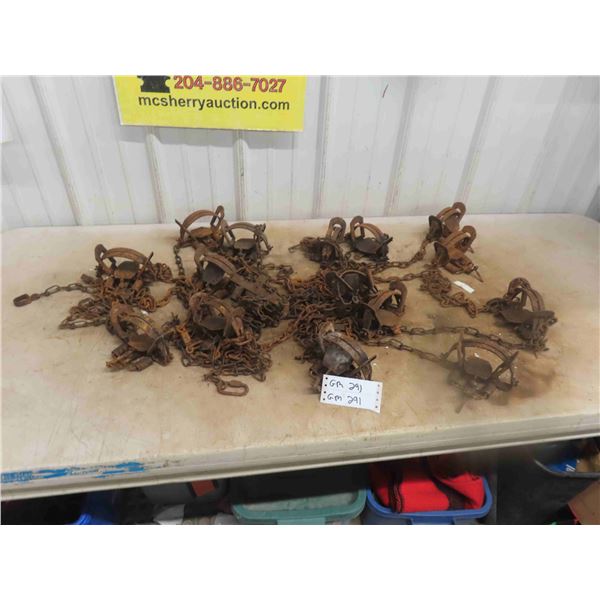 16 Victor 1 3/4 Coil Spring Traps 