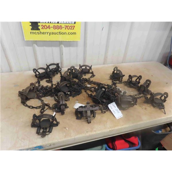 16 Victor 1 3/4 Coil Spring Traps 
