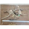 Image 1 : 4 deer antler sheds