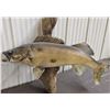 Image 2 : taxidermy walleye