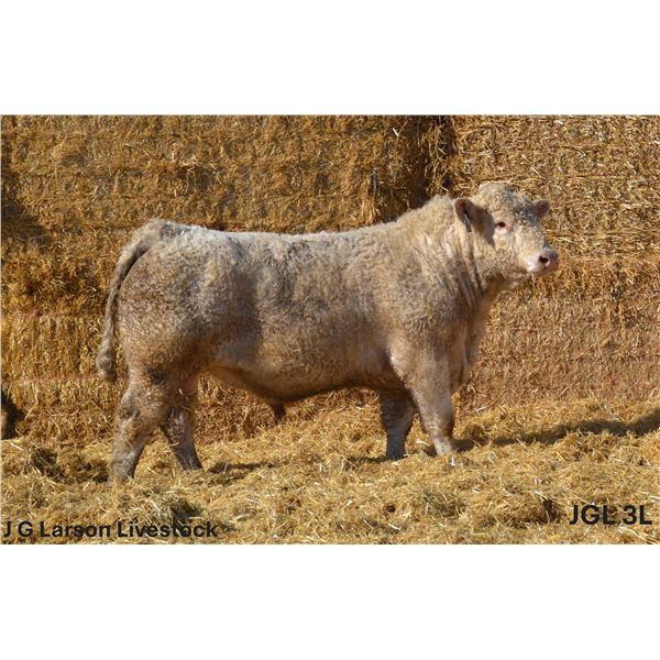 2 Year-Old Charolais Bull - JGL 3L