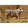 Image 1 : 2 Year-Old Charolais Bull - JGL 3L