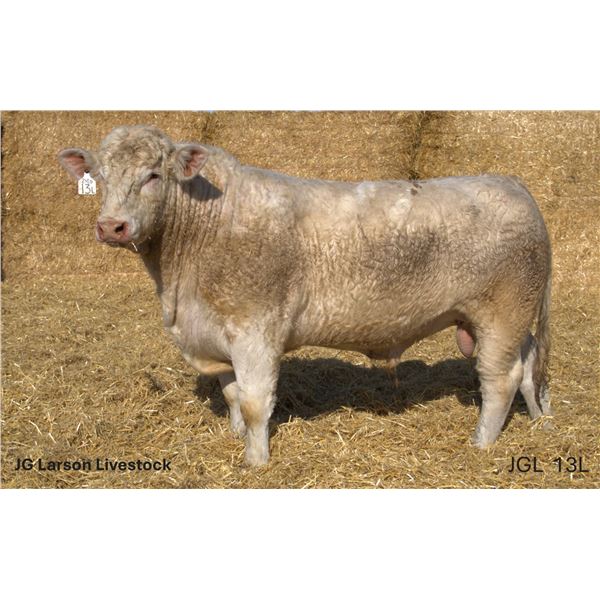 2 Year-Old Charolais Bull - JGL 13L