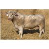 Image 1 : 2 Year-Old Charolais Bull - JGL 13L