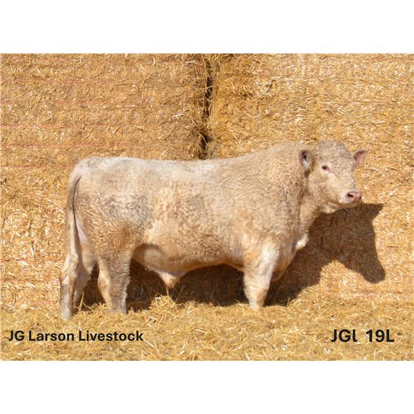2 Year-Old Charolais Bull - JGL 19L