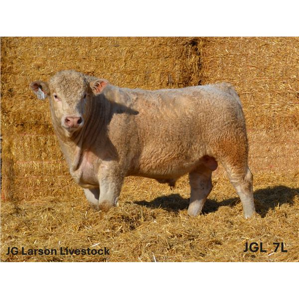 2 Year-Old Charolais Bull - JGL 7L