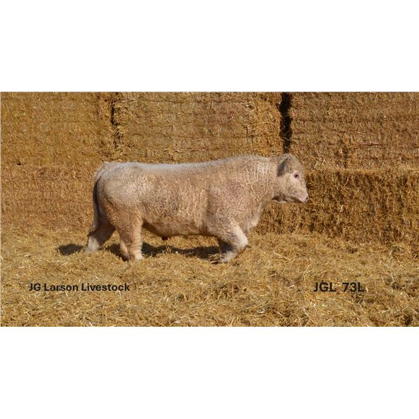2 Year-Old Charolais Bull - JGL 73L