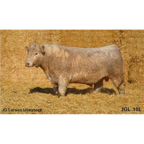 2 Year-Old Charolais Bull - JGL 10L