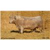 Image 1 : 2 Year-Old Charolais Bull - JGL 10L