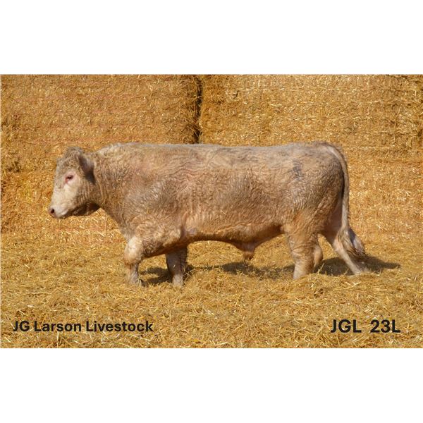 2 Year-Old Charolais Bull - JGL 23L