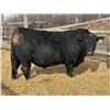 Image 1 : 2 Year-Old Black Angus Bull - Reid Angus Trail Blazer 6L