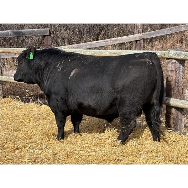 2 Year-Old Black Angus Bull - Reid Angus Jet 15L