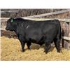Image 1 : 2 Year-Old Black Angus Bull - Reid Angus Jet 15L