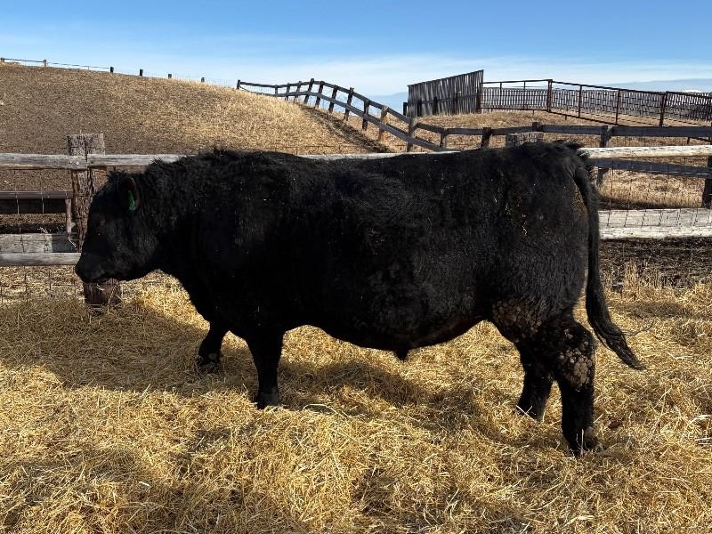 Angus Bull Ripped 2 Year-Old Black Angus Bull - Reid Angus Blacksmith 28L - Team Auction ...