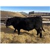 Image 1 : 2 Year-Old Black Angus Bull - Reid Angus Blacksmith 28L
