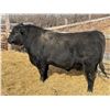 Image 1 : 2 Year-Old Black Angus Bull - Reid Angus Prospector 60L