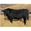 Image 1 : 2 Year-Old Black Angus Bull - Reid Angus Ranchero 62L