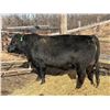 Image 1 : 2 Year-Old Black Angus Bull - Reid Angus Savvy 67L