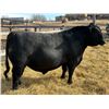 Image 1 : 2 Year-Old Black Angus Bull - Reid Angus Aspirations 90L