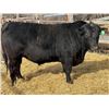Image 1 : 2 Year-Old Black Angus Bull - Reid Angus Interpreter 99L
