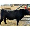 Image 1 : 2 Year-Old Black Angus Bull - Reid Angus Caboose 110L