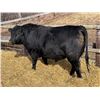 Image 1 : 2 Year-Old Black Angus Bull - Reid Angus Keen 124L