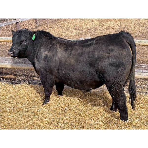 2 Year-Old Black Angus Bull - Reid Angus Dream Weaver 140L