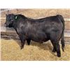 Image 1 : 2 Year-Old Black Angus Bull - Reid Angus Dream Weaver 140L