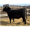 Image 1 : 2 Year-Old Black Angus Bull - Reid Angus Interchange 122L