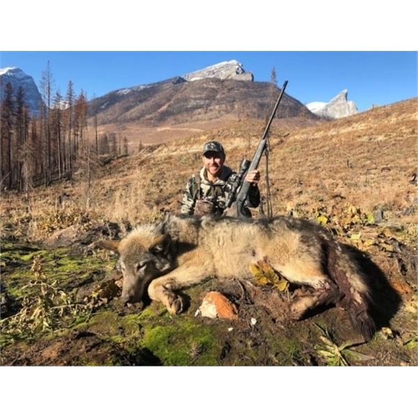 British Columbia – 5 Day – Baited Wolf and Coyote Hunt for Two Hunters